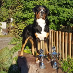 unserer bisher größter Erfolg: BJOB und BOB in der Jugendklasse CACIB Rostock 2016